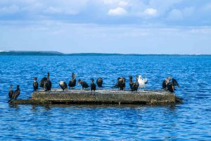 birds of biscayne national park