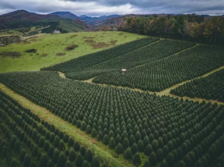 Christmas Tree Farms in the U.S