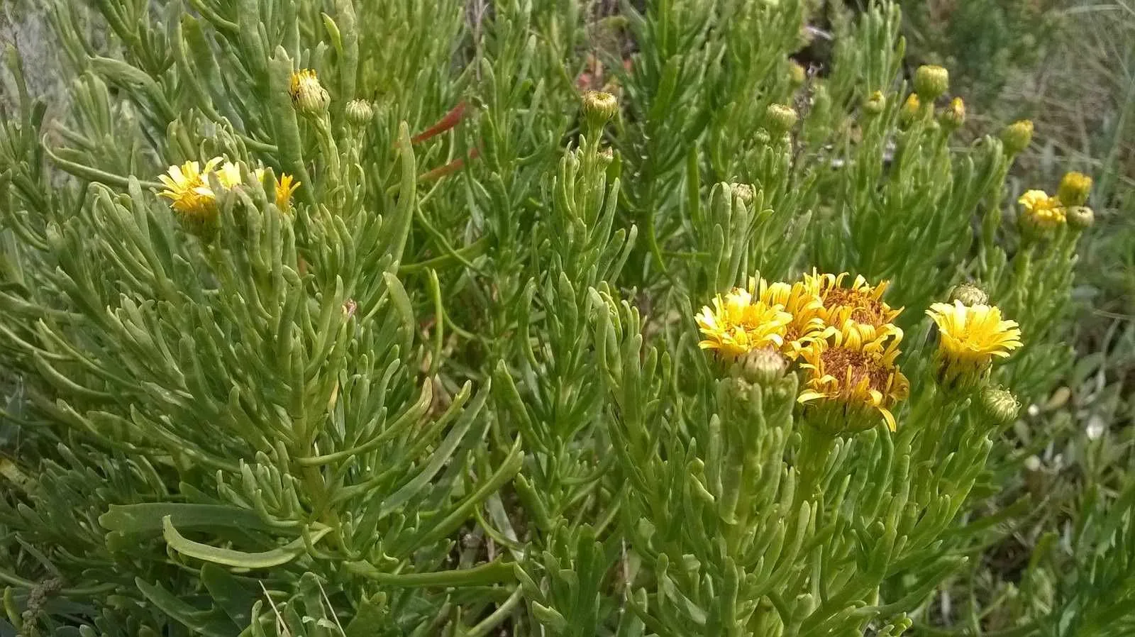 plants in biscayne national park