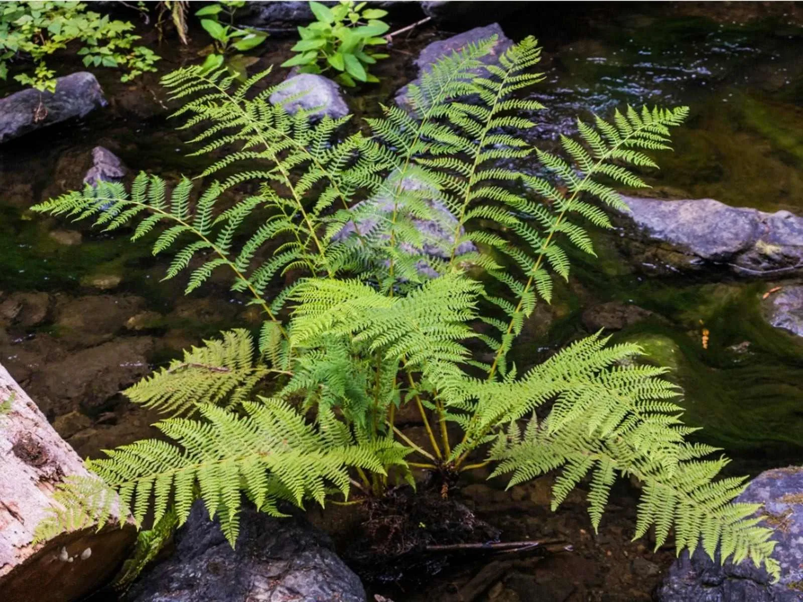 plants in biscayne national park