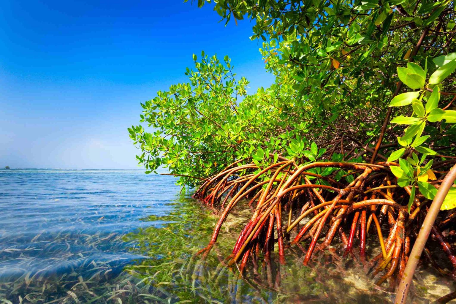 plants in biscayne national park