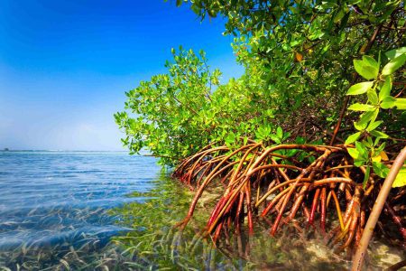 plants in biscayne national park