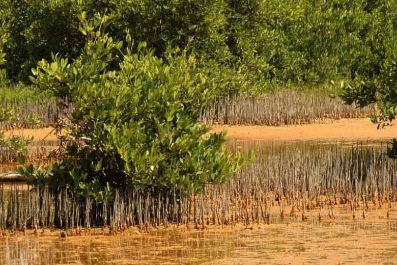plants in biscayne national park