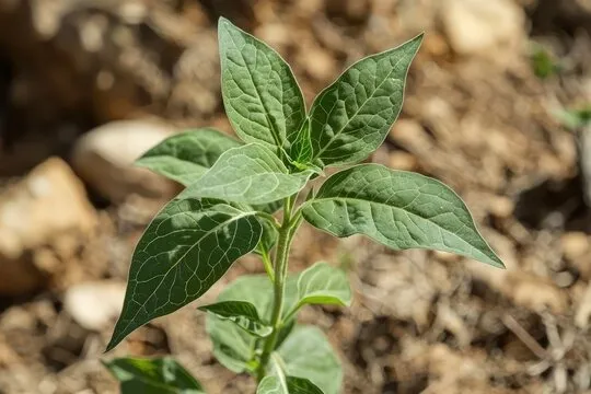 plants in biscayne national park