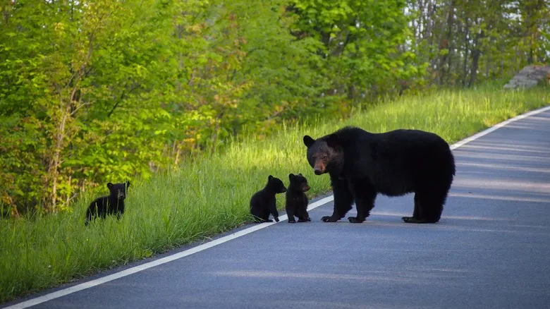 shenandoah national park animals