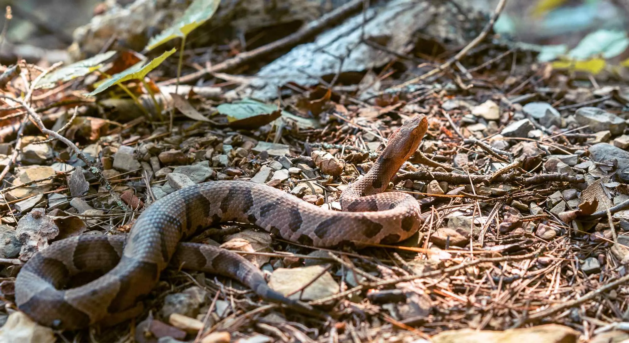 shenandoah national park animals