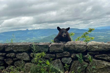 shenandoah national park bears