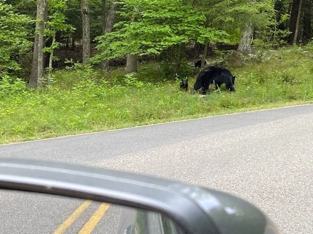 shenandoah national park bears