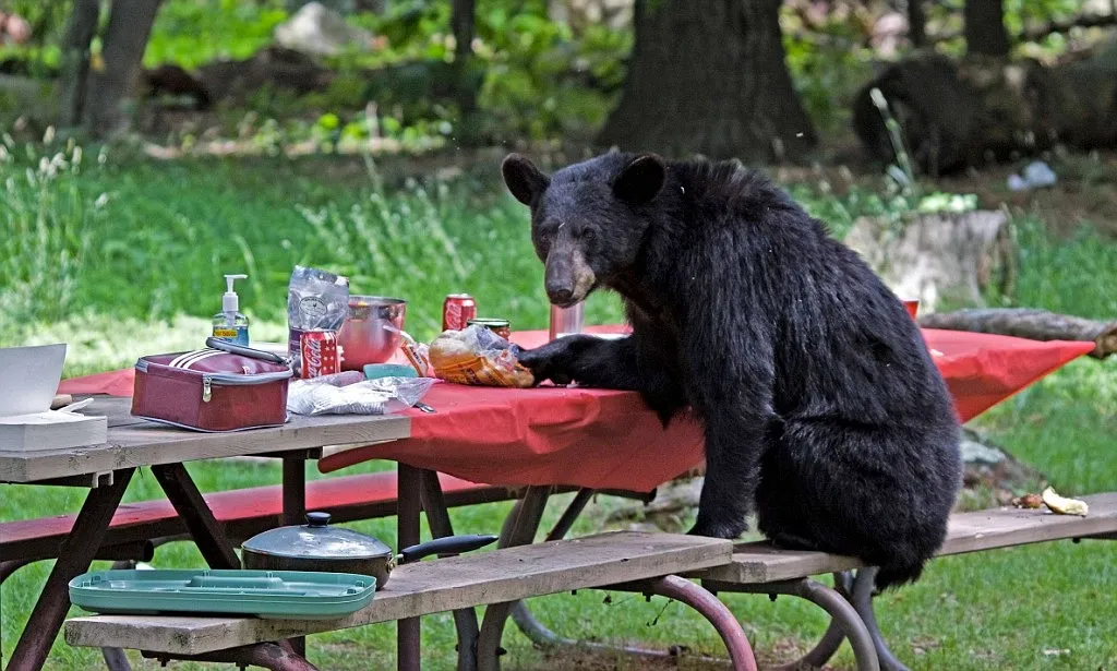 shenandoah national park bears