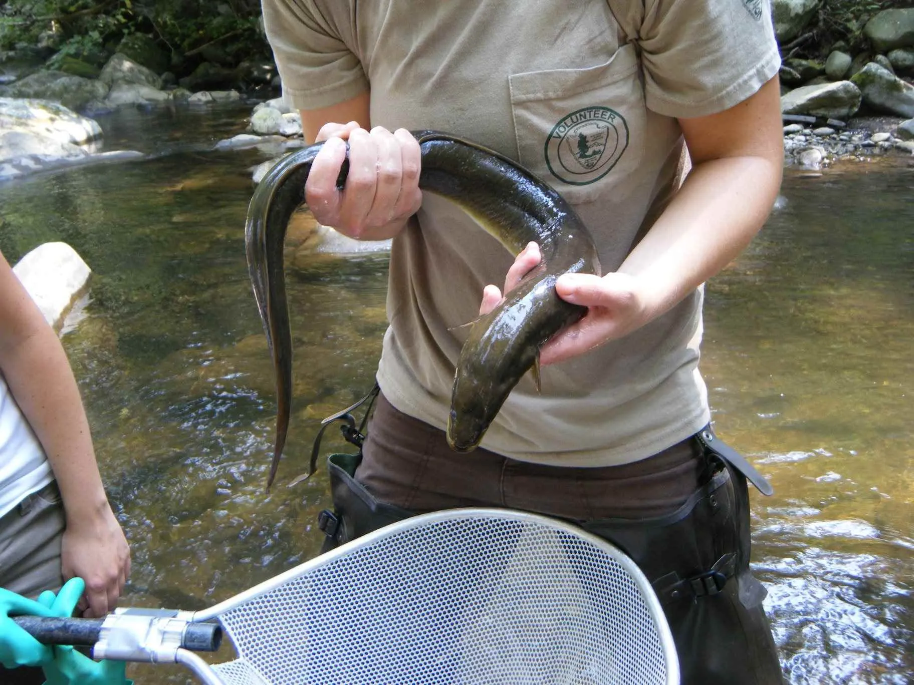 shenandoah national park fishing