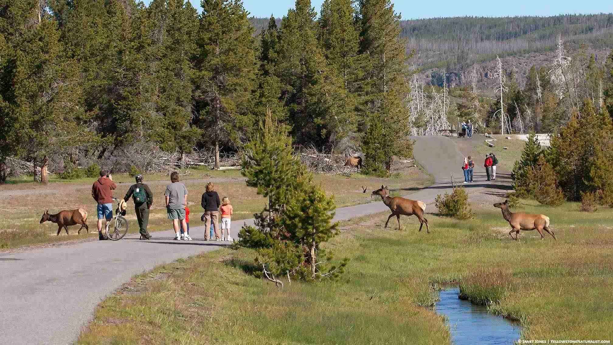 yellowstone national park in july