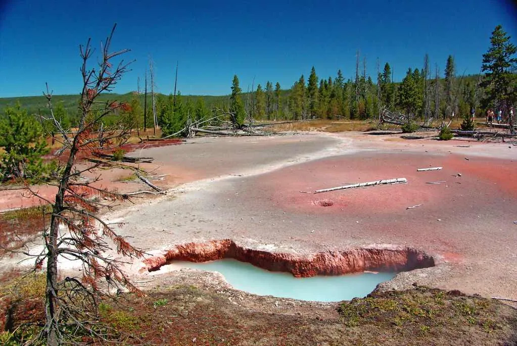 yellowstone national park in june