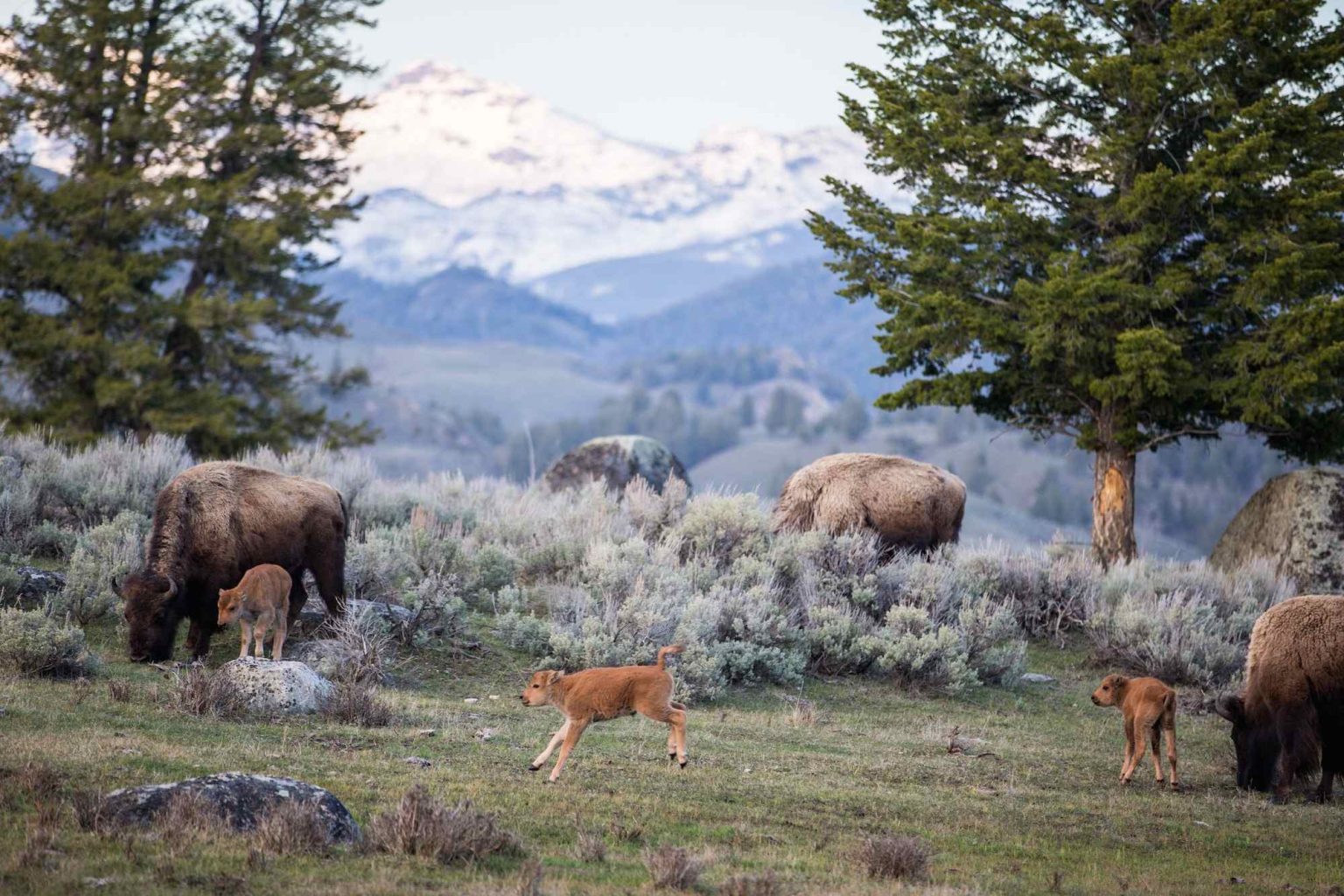 yellowstone national park in june