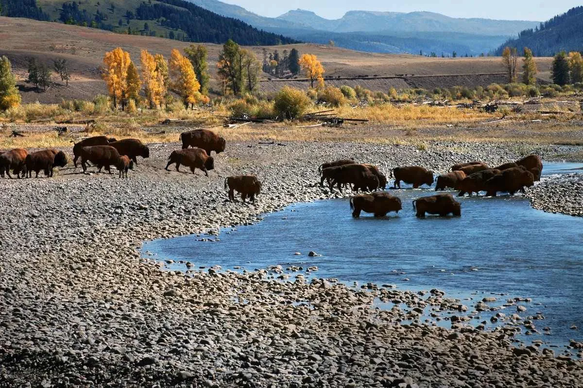 yellowstone national park in june