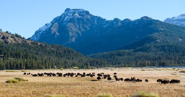 yellowstone national park in may