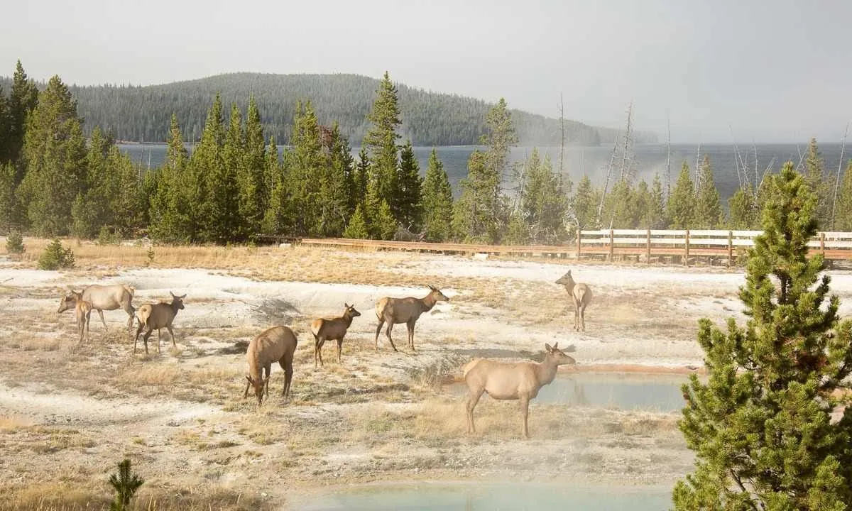 yellowstone national park in october
