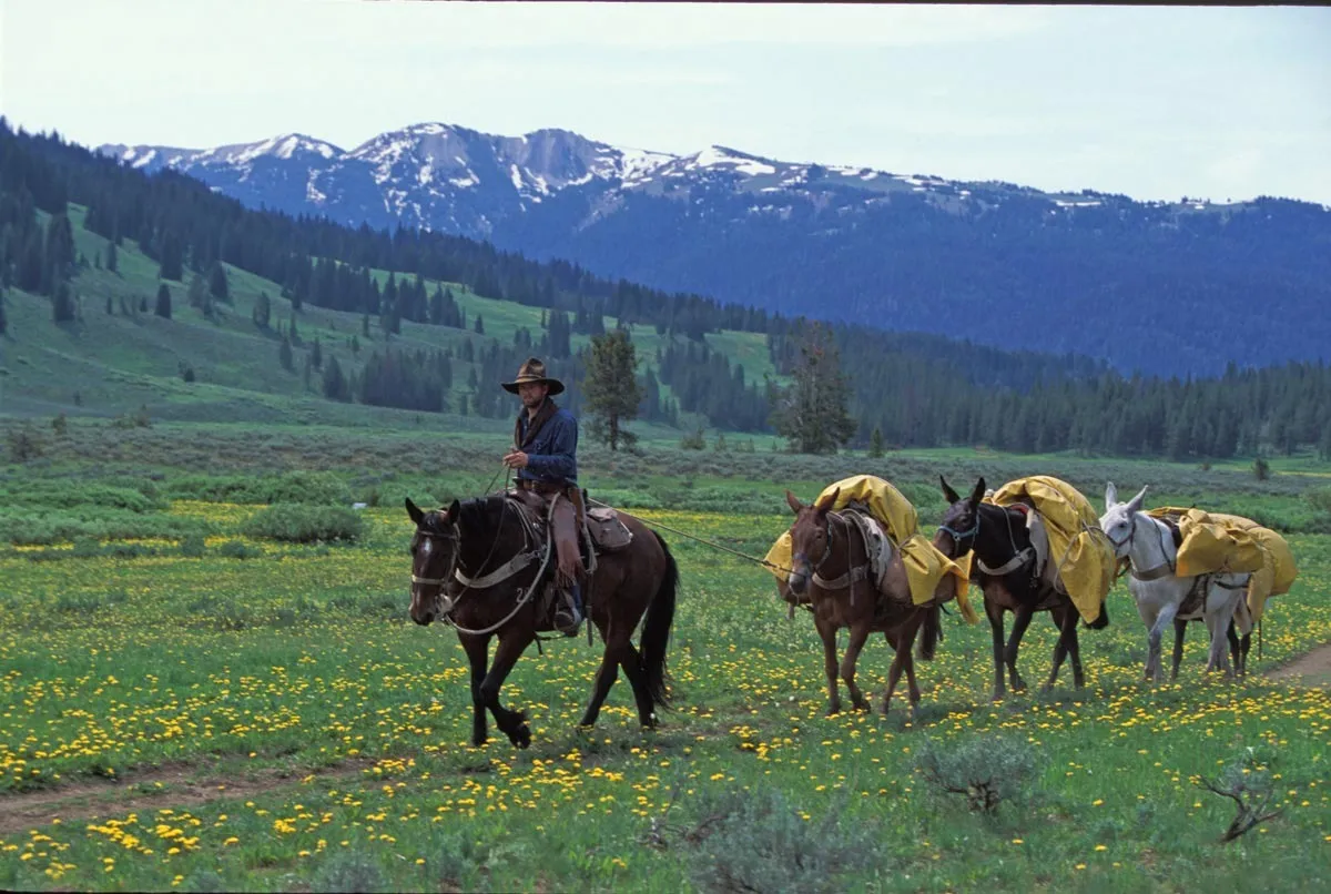 yellowstone national park summer