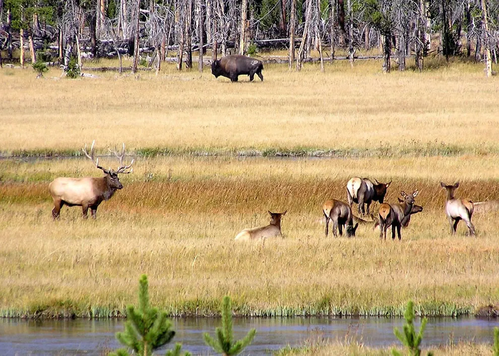 yellowstone national park summer
