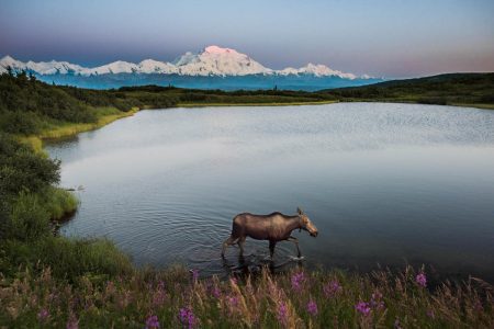 National Park Week wildlife guide