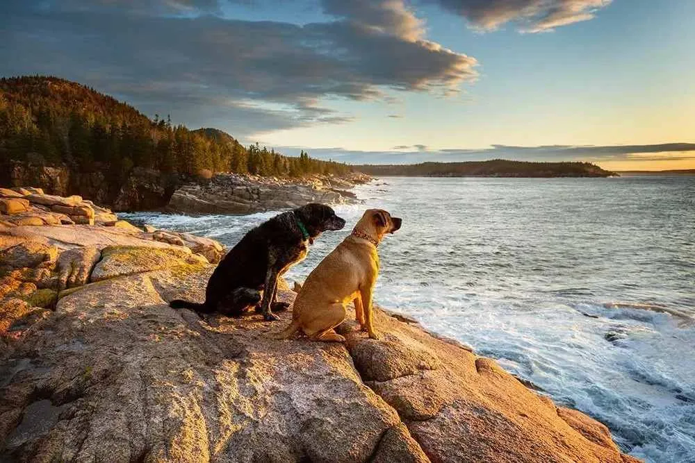 dog friendly national parks
