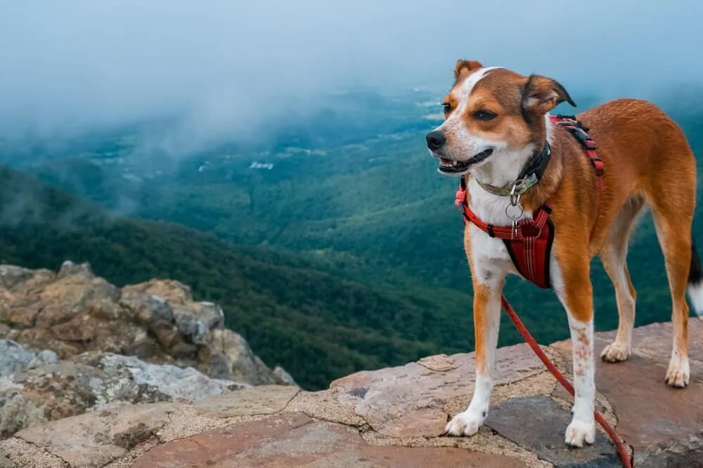 dog friendly national parks