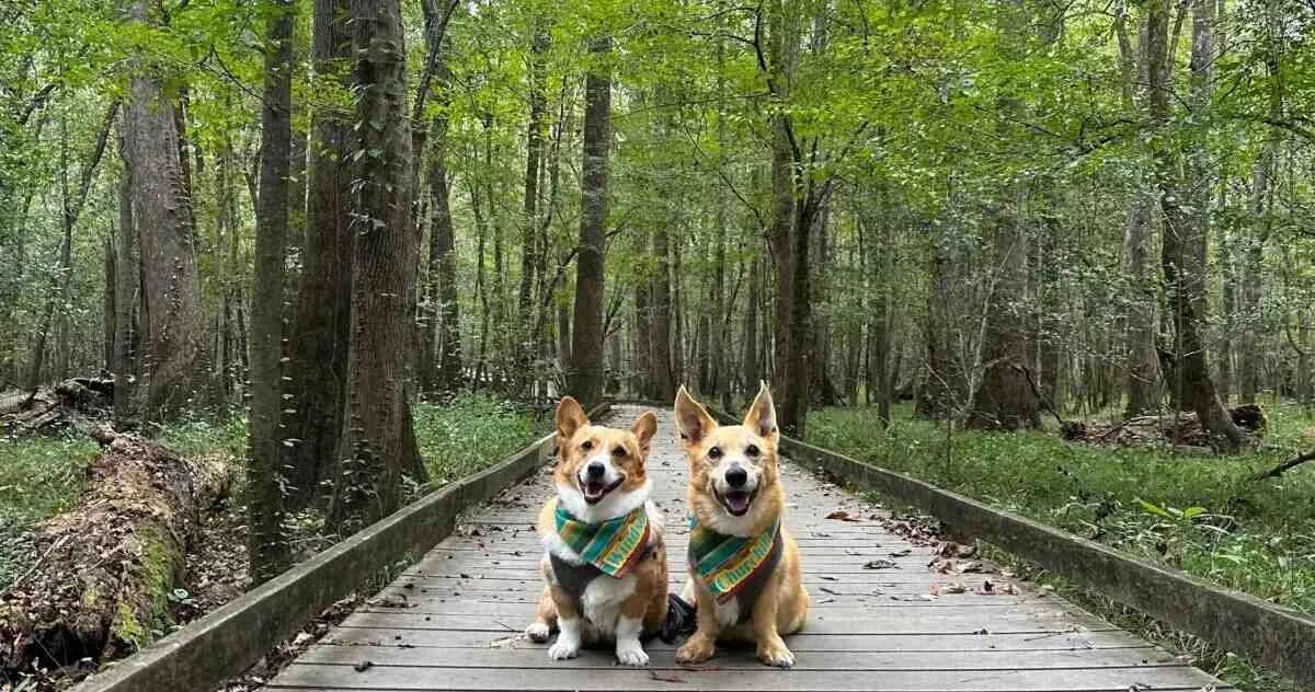 dog friendly national parks