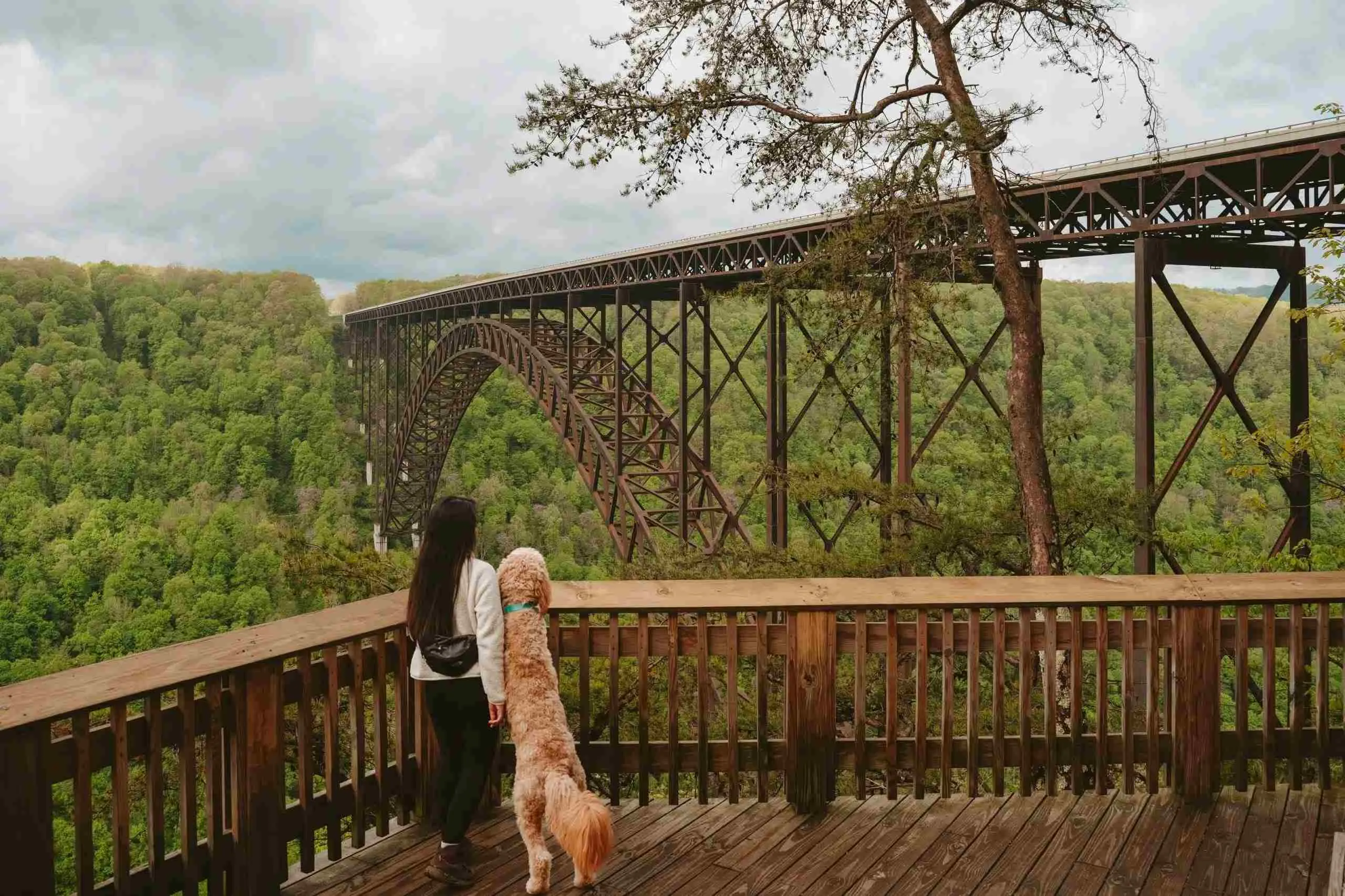 dog friendly national parks