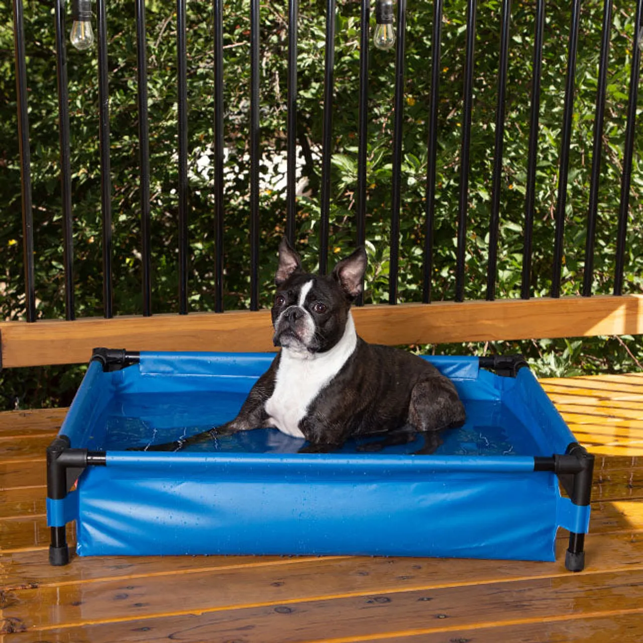dog swimming pools