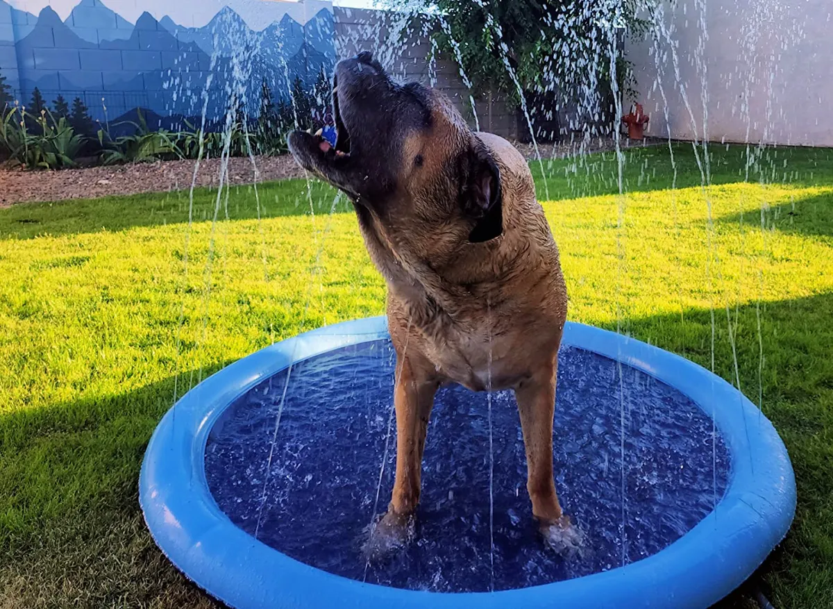 dog swimming pools