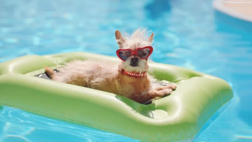 dog swimming pools