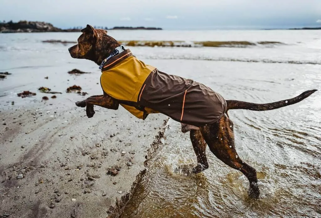 dog winter coat