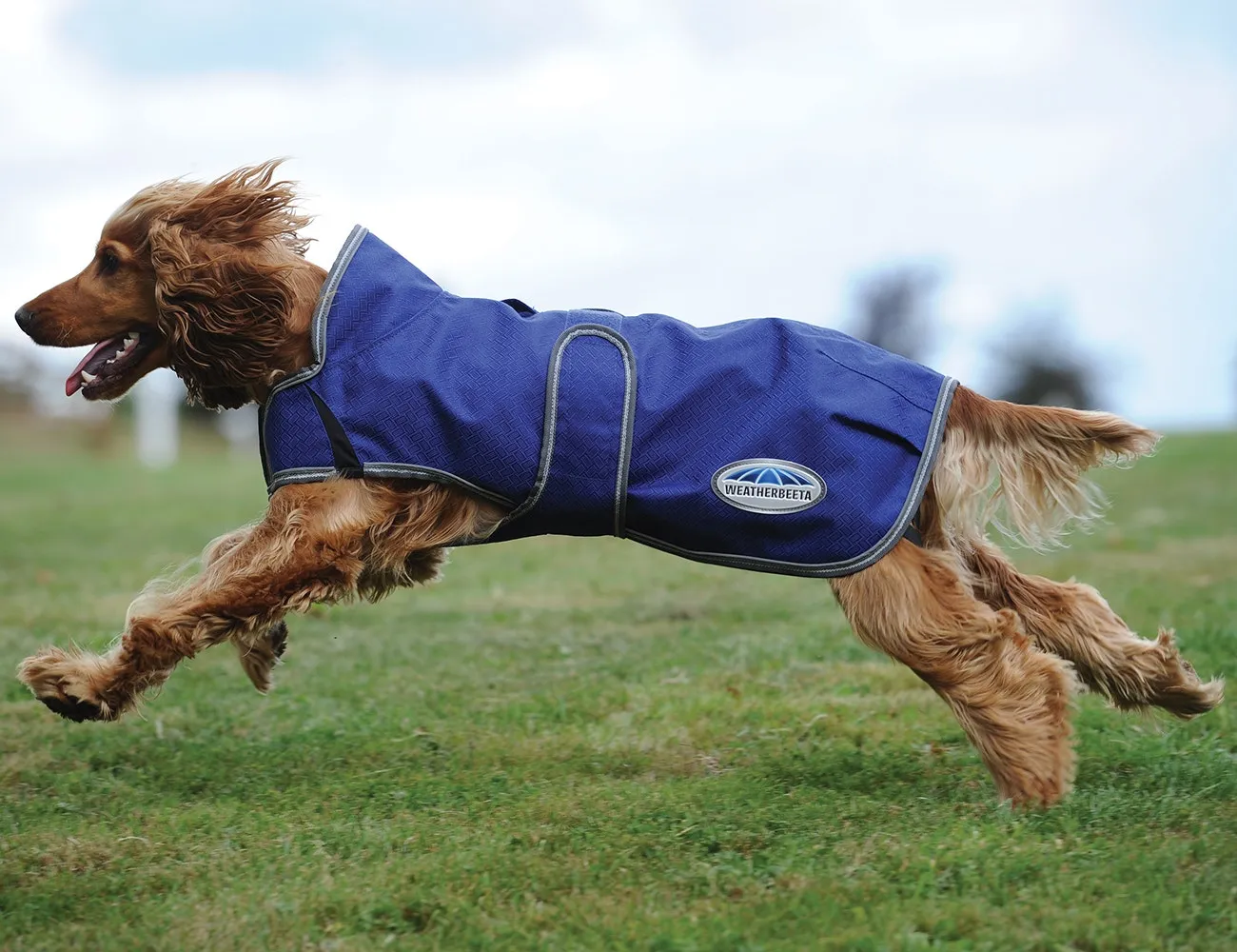 dog winter coat