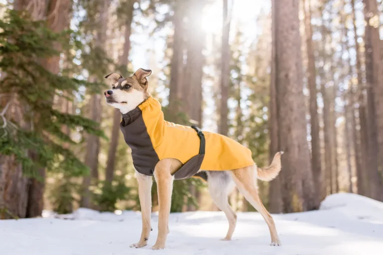 dog winter coat