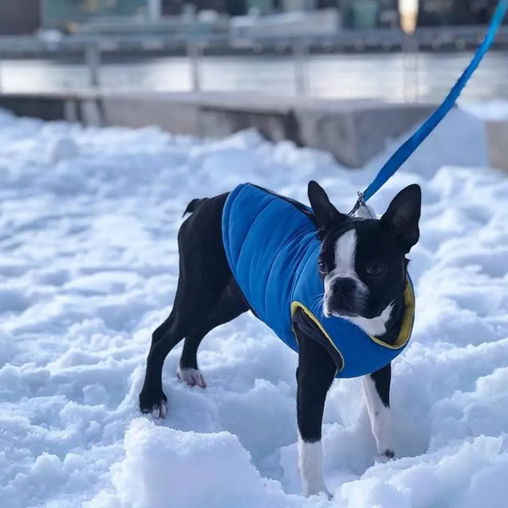 dog winter coat