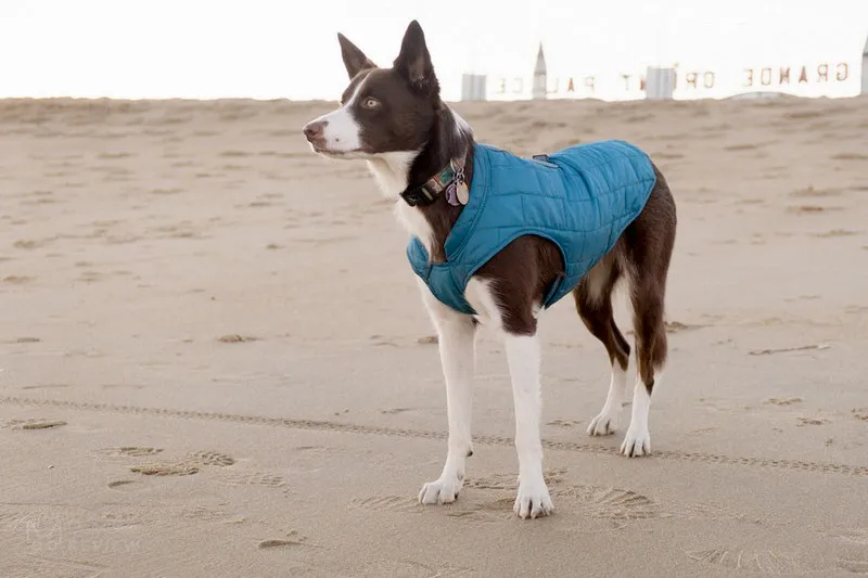 dog winter coat