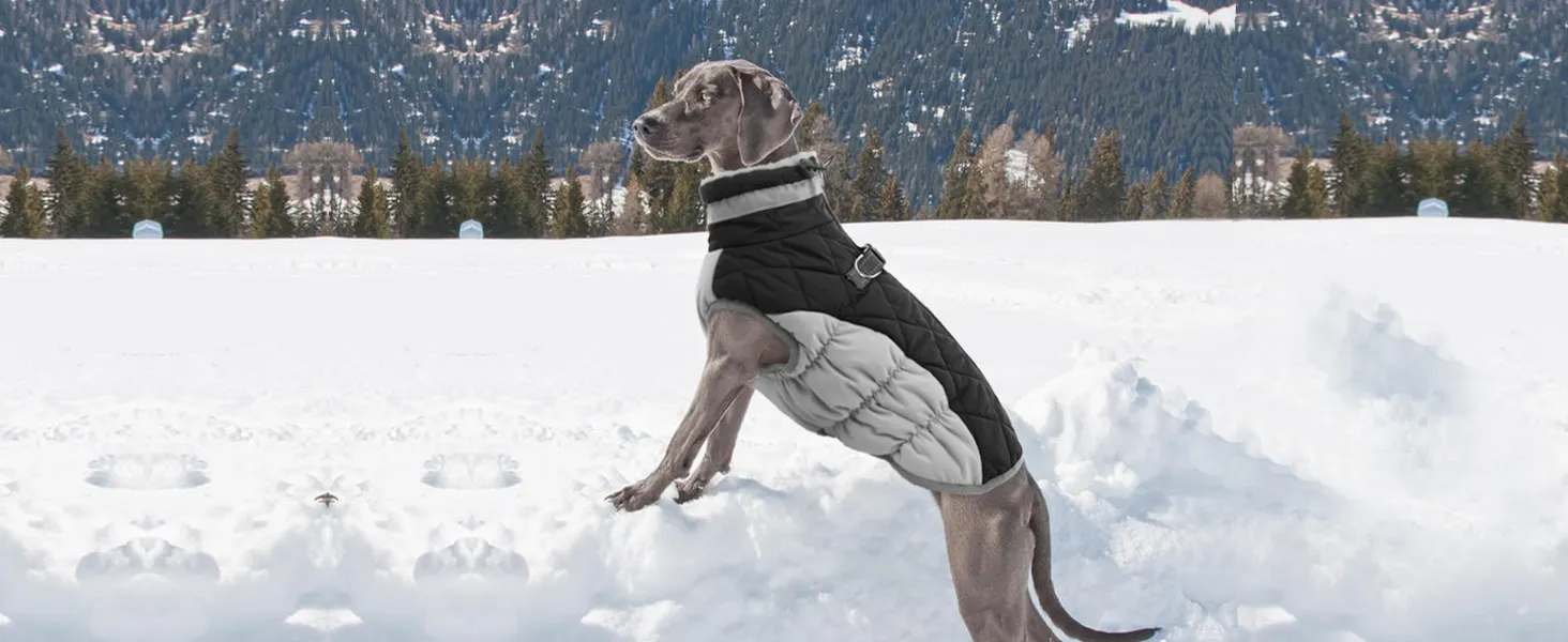 dog winter coat