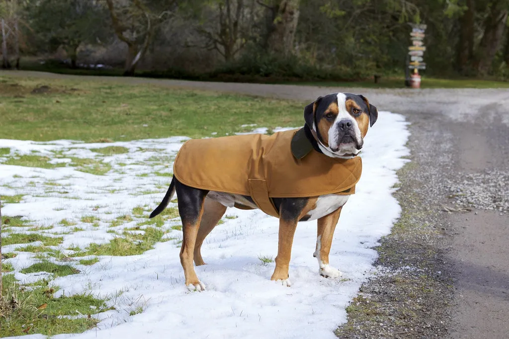 dog winter coat
