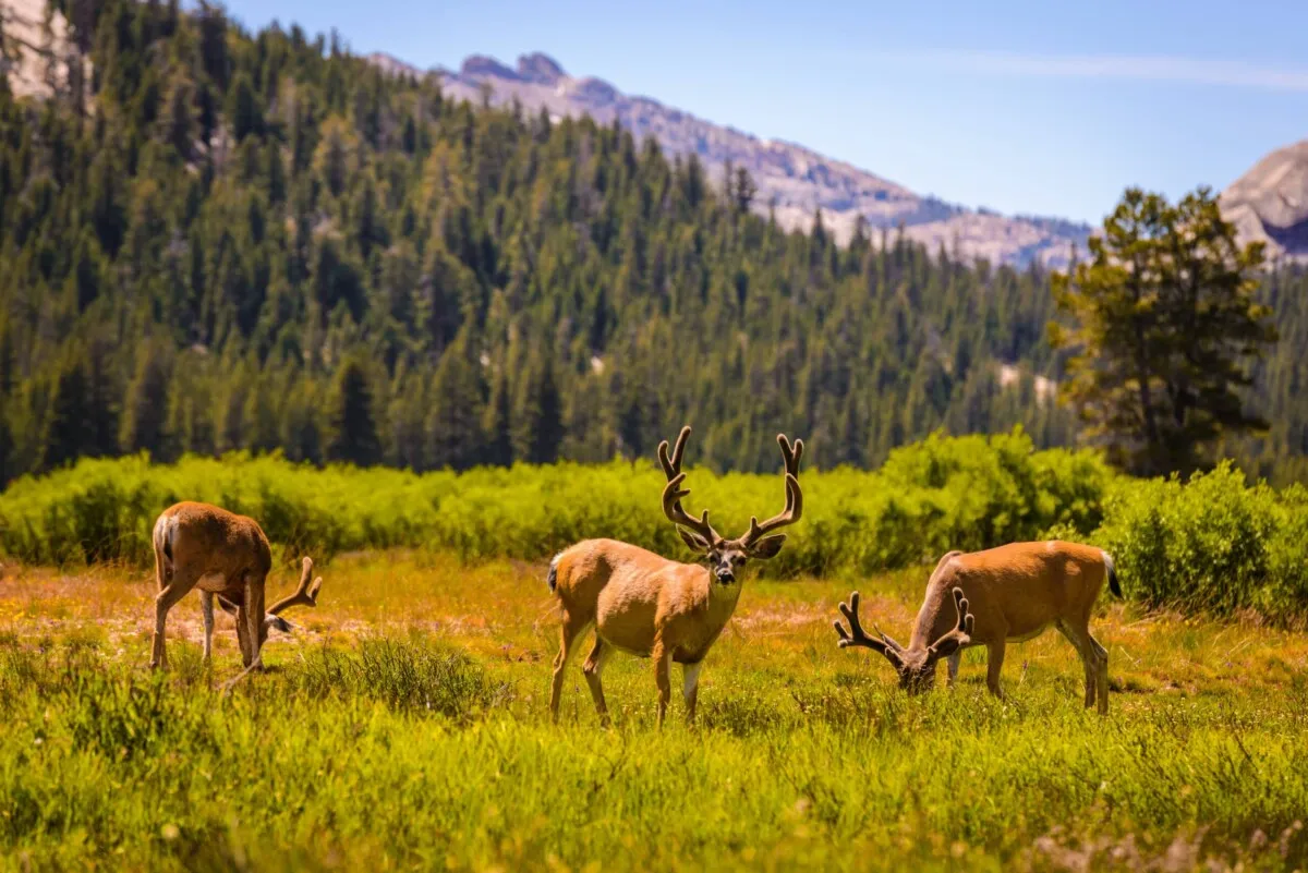 yosemite national park animals