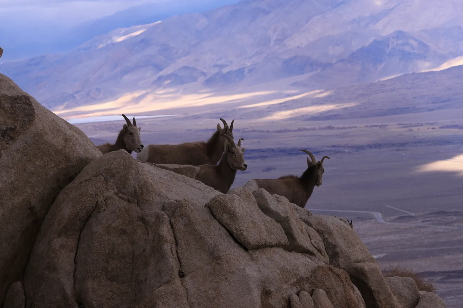 yosemite national park animals